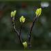 Spring leaves by dide
