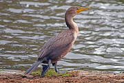1st Oct 2015 - Double-crested Cormorant