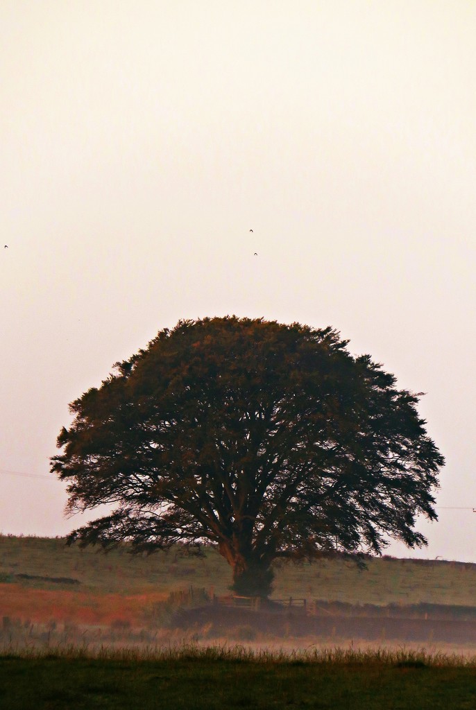 Old Oak Tree by countrylassie