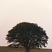 Old Oak Tree by countrylassie