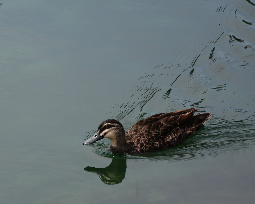 Ripples and Reflections DSC_1966 by merrelyn