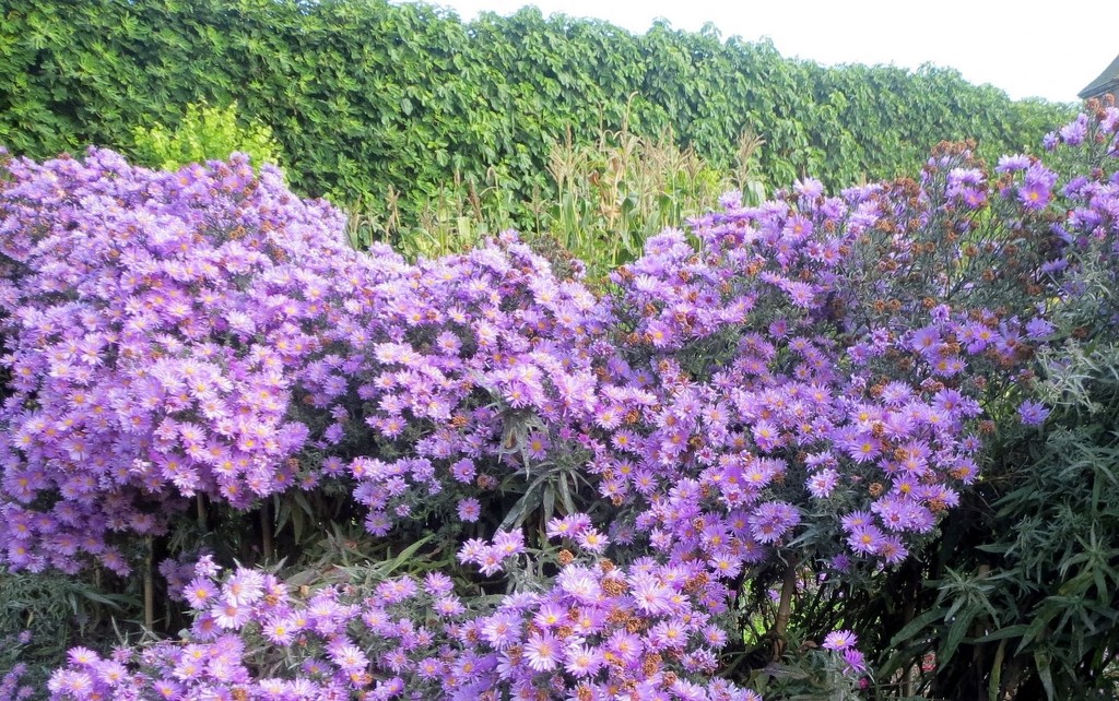 Michaelmas Daisies Felbrigg by foxes37