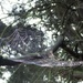 Tree web by mattjcuk