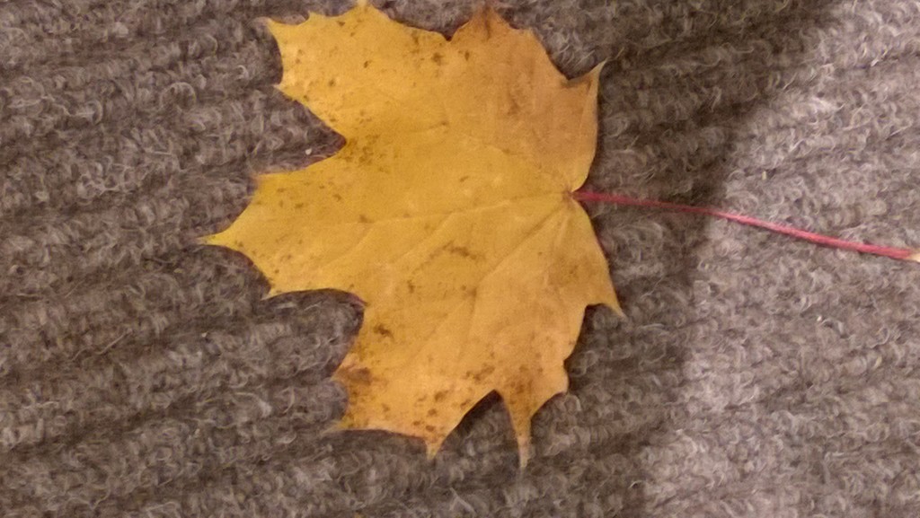 Autumn leaf by cataylor41