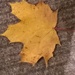Autumn leaf by cataylor41