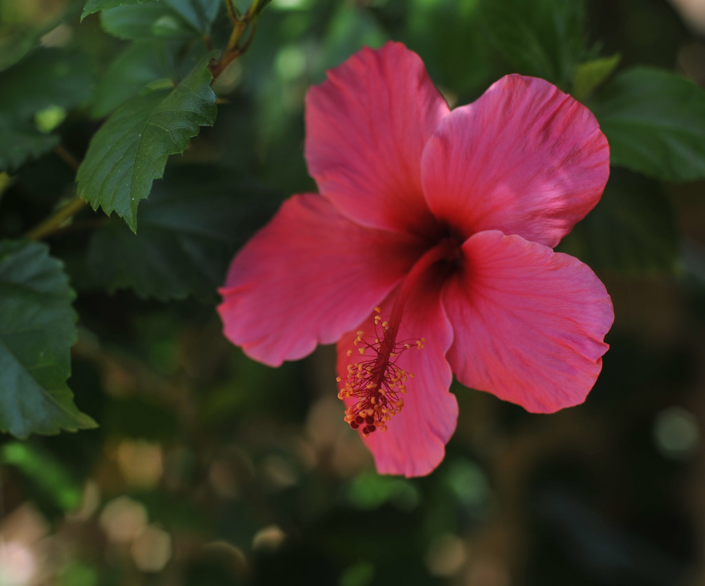Hibiscus from home by loweygrace