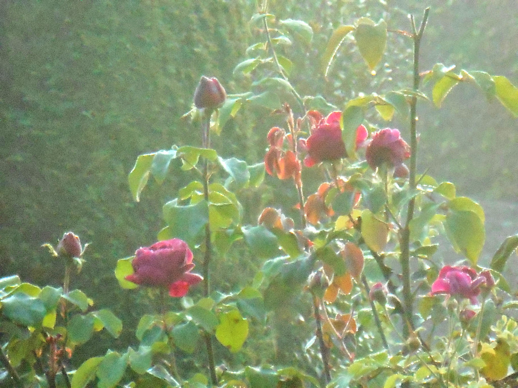 Roses on a misty morning.... by snowy