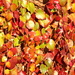 Gorgeous Autumn Colours by bizziebeeme