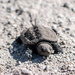 Try to be like the turtle - at ease in your own shell - Bill Copland by rminer
