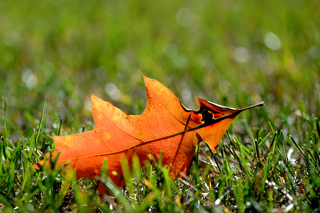 Fall is here! by fayefaye