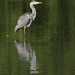 HERON ON GREEN by markp