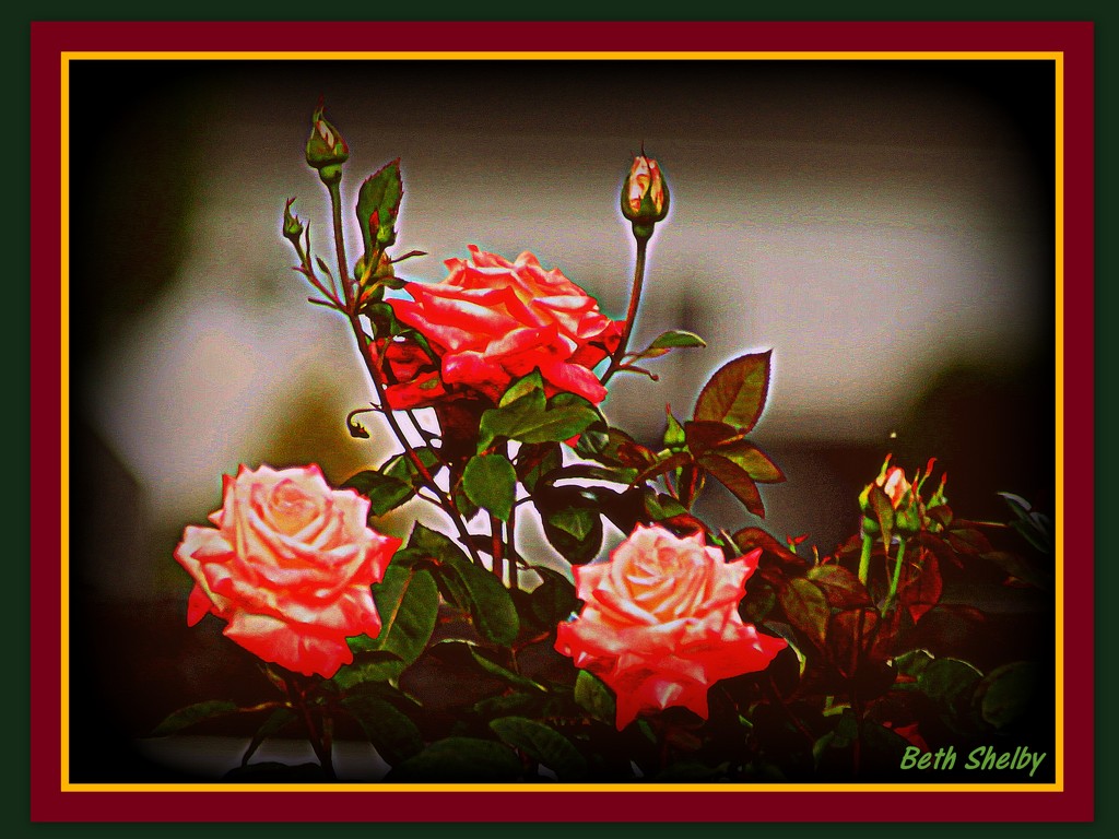 Three Roses by vernabeth