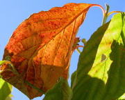 1st Oct 2015 - Orange Leaf among the Green
