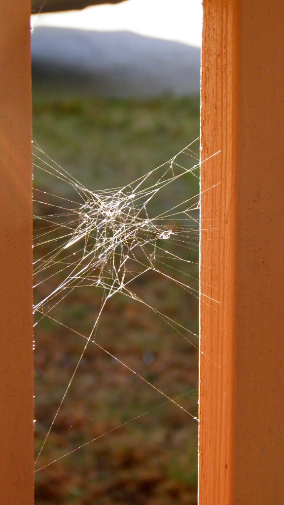 Spider Web in the Morning by daisymiller