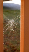 2nd Oct 2015 - Spider Web in the Morning