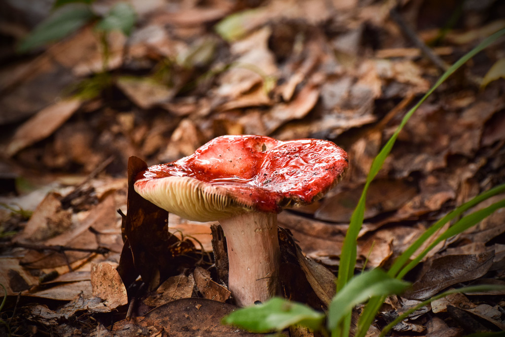 Red Mushroom by rickster549