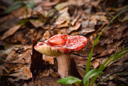 2nd Oct 2015 - Red Mushroom