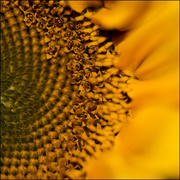 2nd Oct 2015 - Sunflower