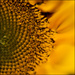 Sunflower by dakotakid35