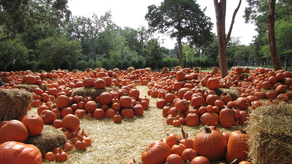 Pumpkins Galore by 365projectorgkaty2
