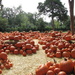Pumpkins Galore by 365projectorgkaty2