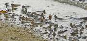 2nd Oct 2015 - Mud skippers
