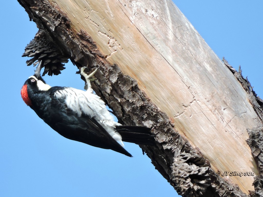 Acorn Woodpecker at work by soylentgreenpics