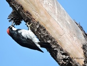 27th Aug 2015 - Acorn Woodpecker at work