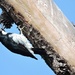 Acorn Woodpecker at work by soylentgreenpics