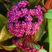 First Hoya Flower of Spring... by happysnaps