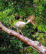 3rd Oct 2015 - White ibis