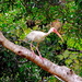 White ibis by congaree