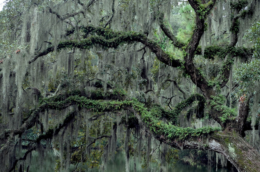 Live oak branches and Spanish moss by congaree