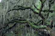 3rd Oct 2015 - Live oak branches and Spanish moss