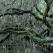 Live oak branches and Spanish moss by congaree