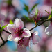 YUM!! Yellow Peach Spring Blossoms by gigiflower