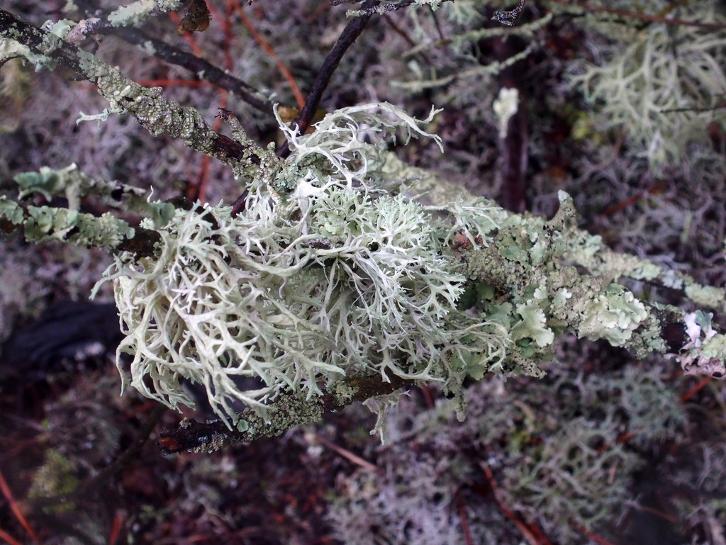 Woodland lichen by laroque
