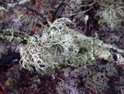 3rd Oct 2015 - Woodland lichen