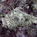 Woodland lichen by laroque