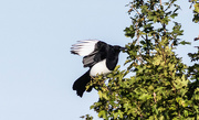29th Sep 2015 - One for sorrow......