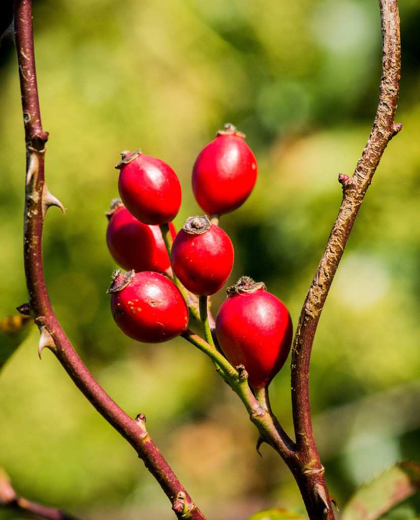 Autumnal rosehips... by susie1205