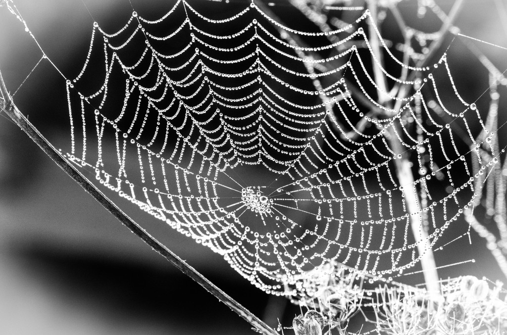 dewy cobwebs.. by susie1205