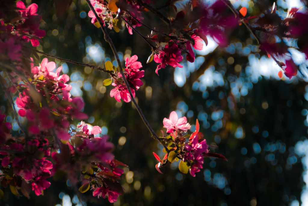 Berrima Blossoms by annied