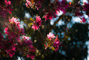 3rd Oct 2015 - Berrima Blossoms