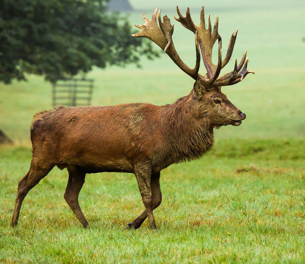 3rd October 2015     - Red deer stag by pamknowler