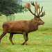 3rd October 2015     - Red deer stag by pamknowler