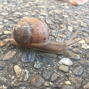 3rd Oct 2015 - Snail