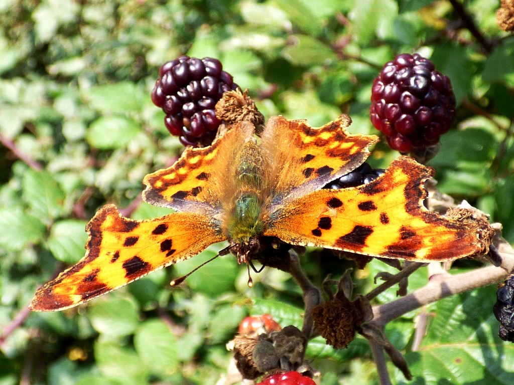 Comma (Polygonia c-album) by julienne1