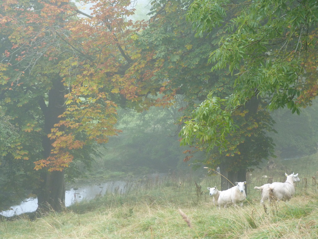 Autumnal fog. by shirleybankfarm