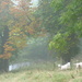 Autumnal fog. by shirleybankfarm